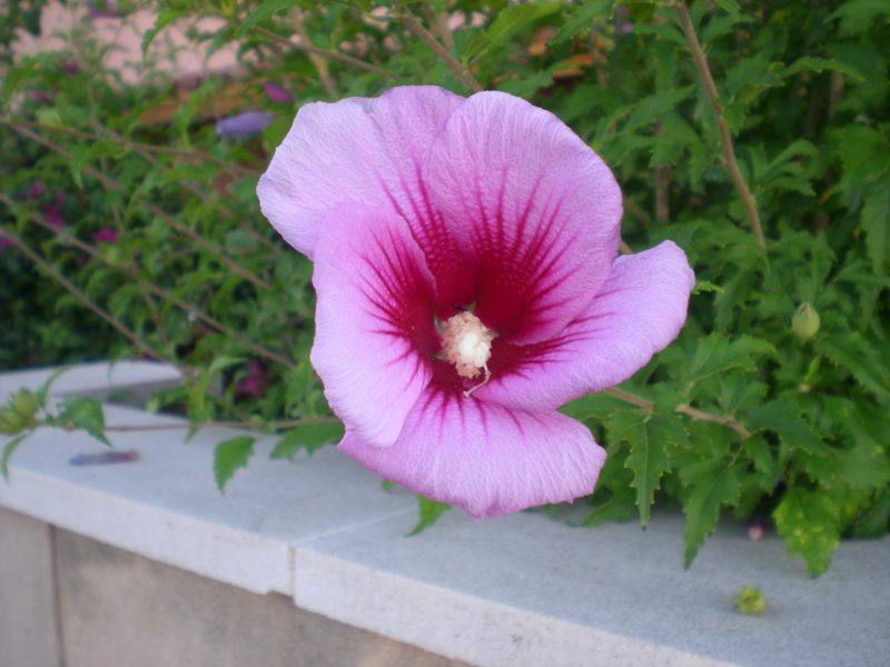DSCN4215