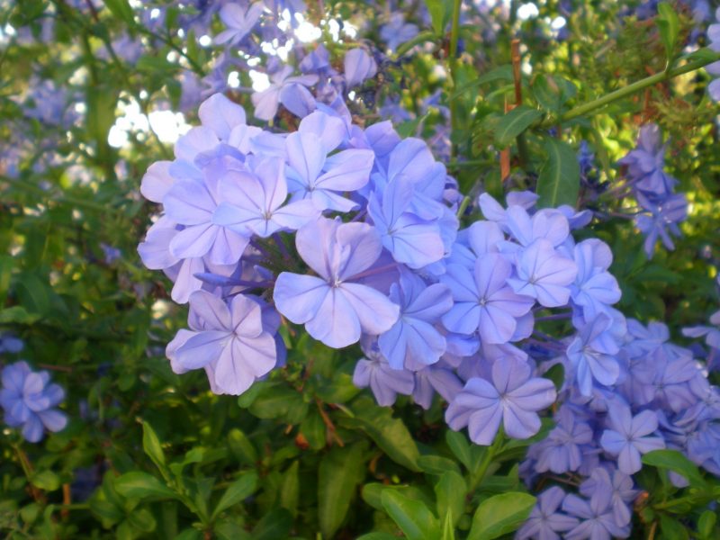 DSCN4229