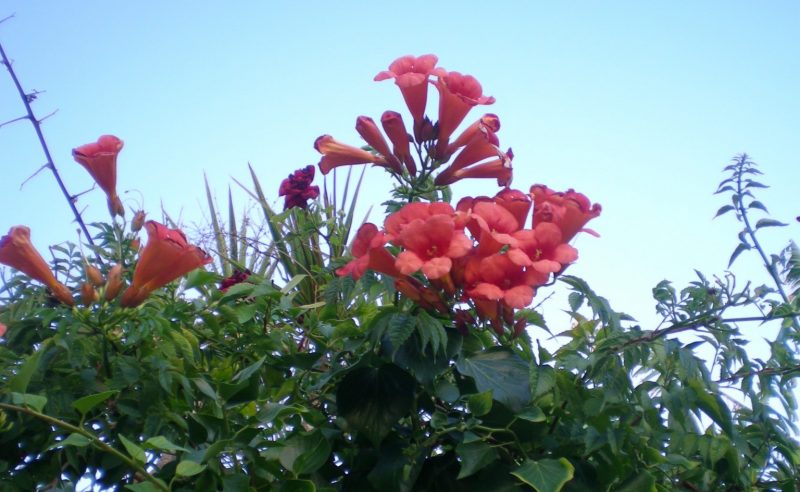 DSCN4235