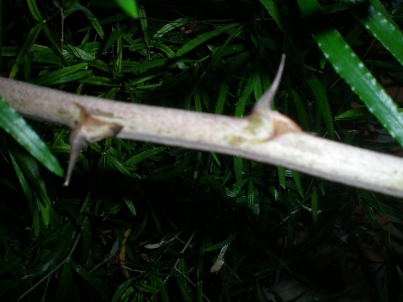 DSCN4258