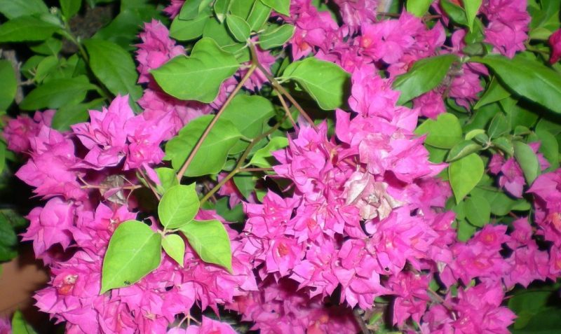 DSCN4273