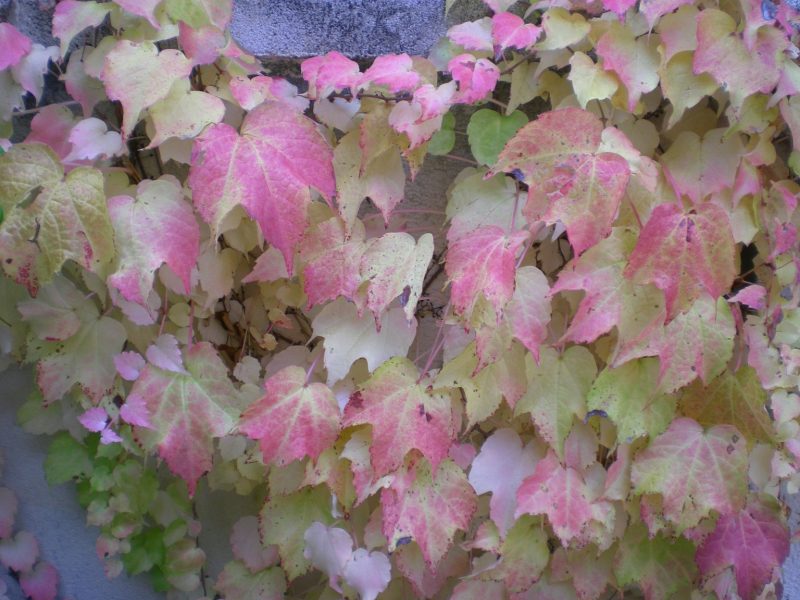 dscn4771