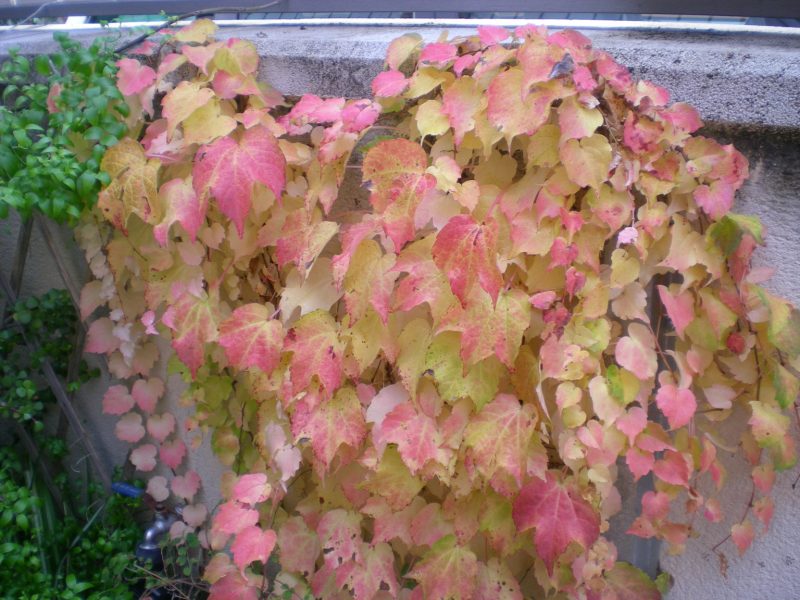 dscn4773
