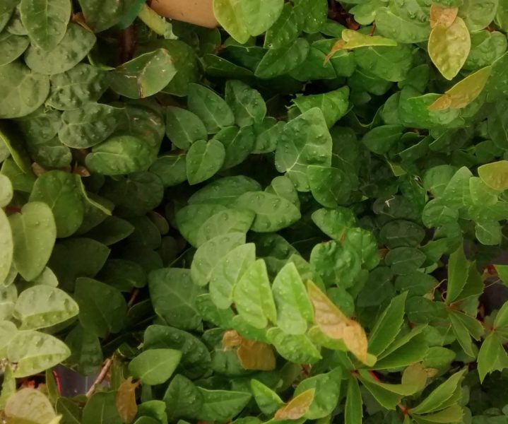 IMG_20160817_163812885