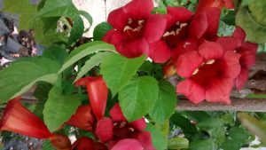IMG_20160817_164110546