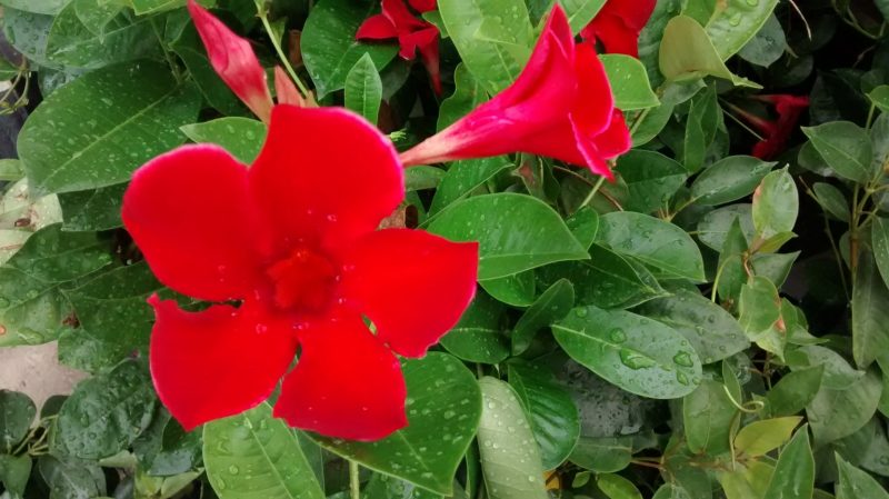 IMG_20160817_164335891