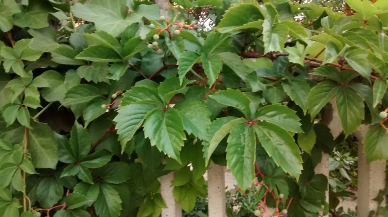 IMG_20160820_201911015