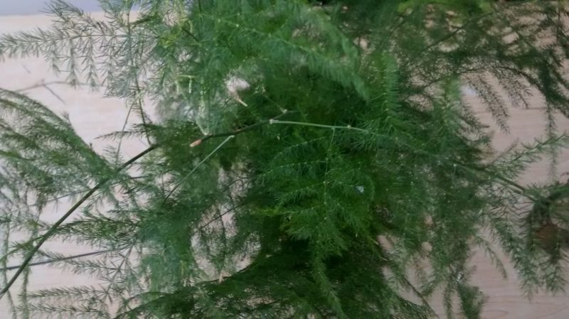 IMG_20160823_092433650