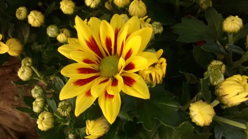 IMG_20160823_114219409