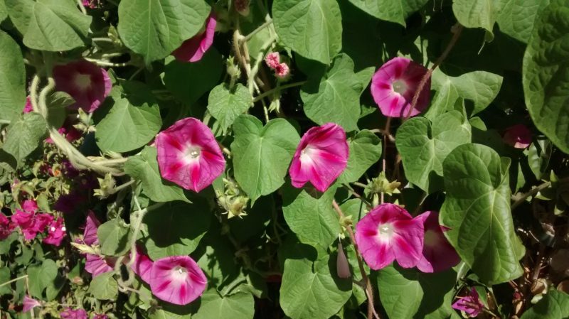 IMG_20160825_111134794