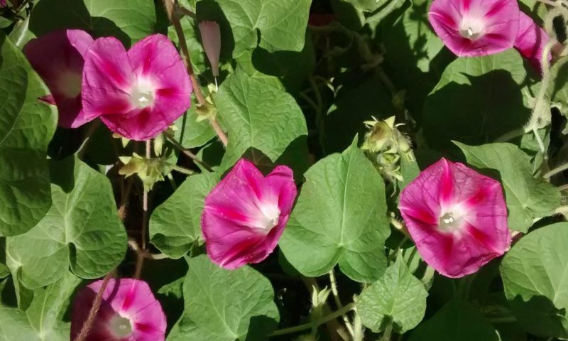 IMG_20160825_111134794