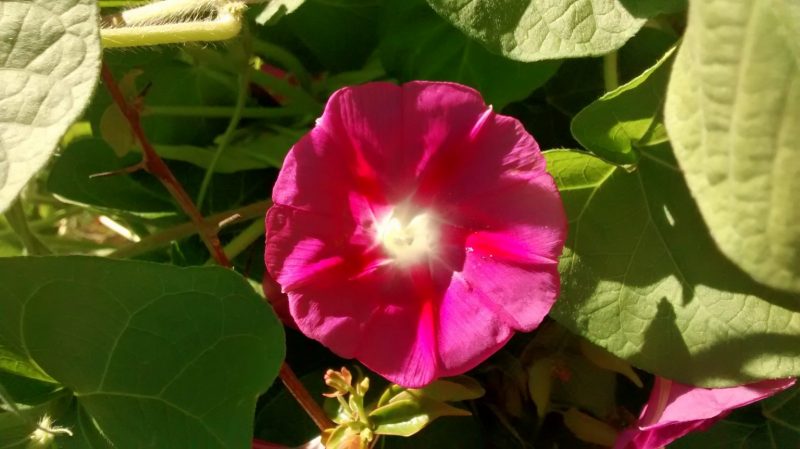 IMG_20160825_111140772