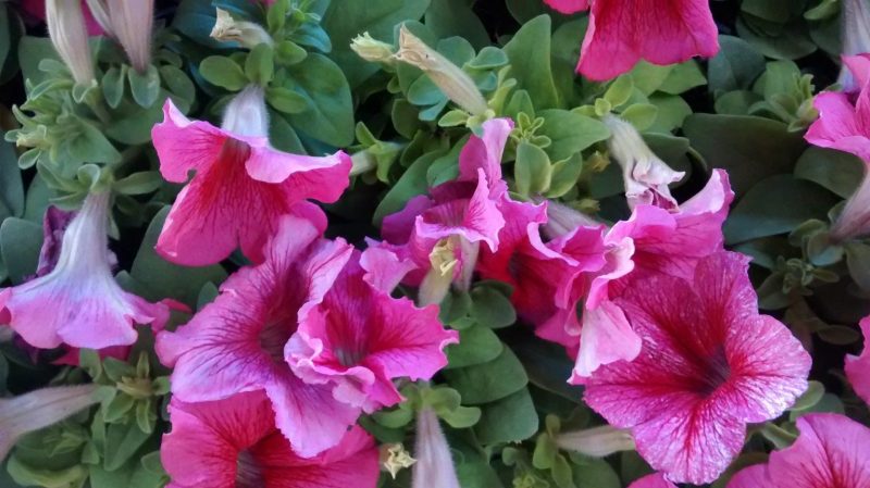 IMG_20160825_115015805