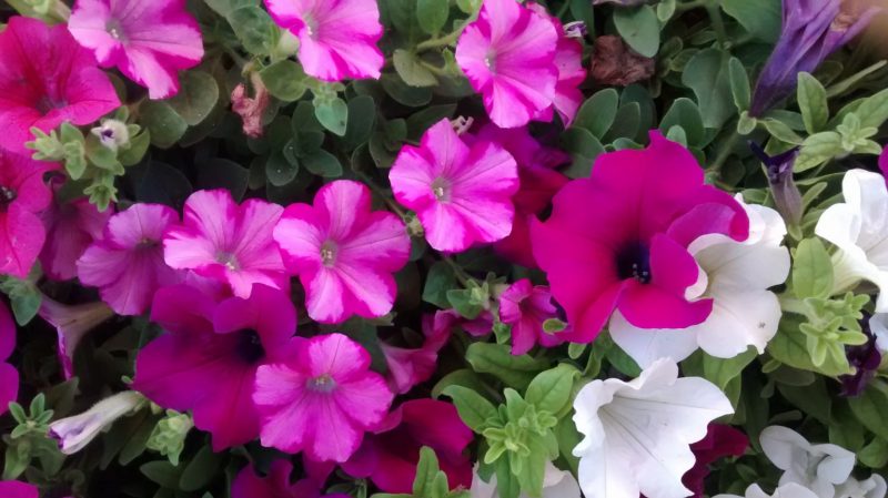 IMG_20160825_164411493