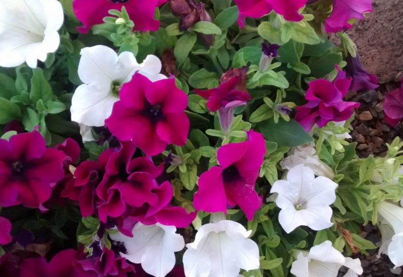 IMG_20160825_164419782