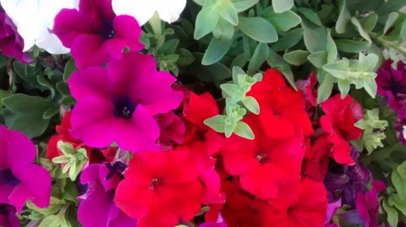 IMG_20160825_164425994