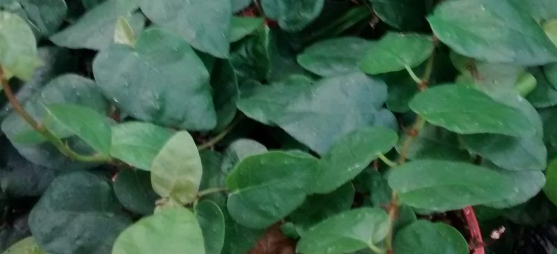 IMG_20160825_195513127