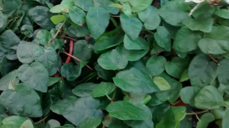 IMG_20160825_195518707