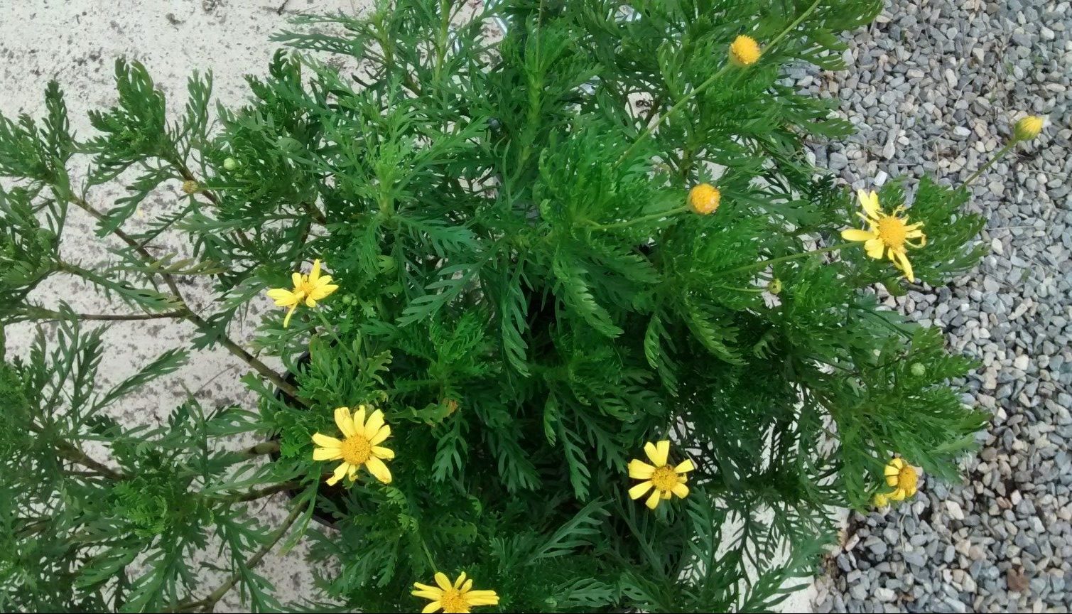 IMG_20160830_100518831