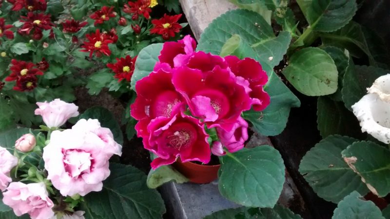 IMG_20160830_183808164