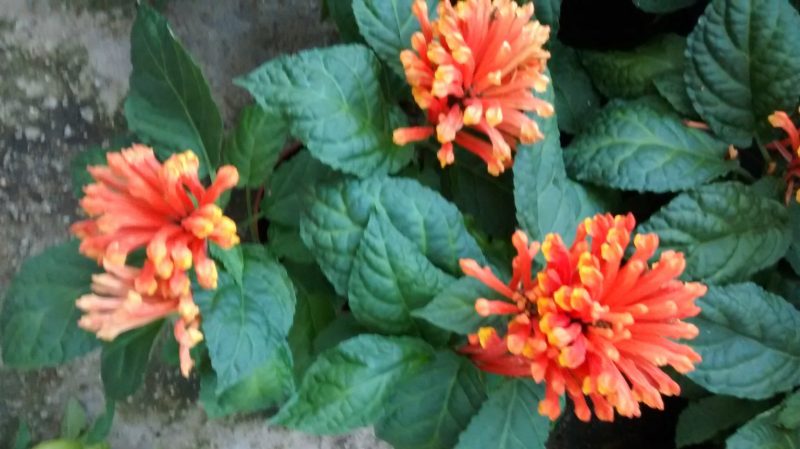 IMG_20160830_185314834