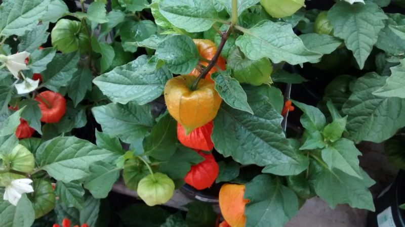 IMG_20160830_185427959