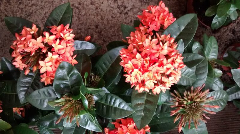 IMG_20160830_190548961