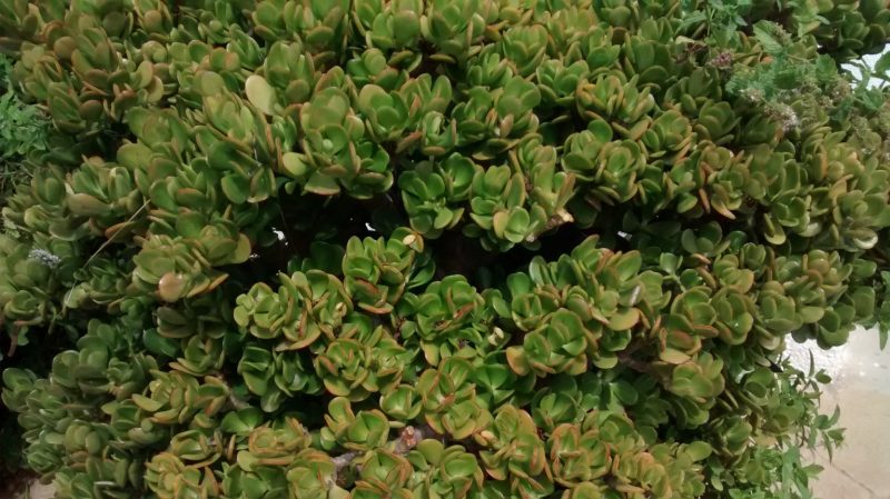 IMG_20160904_132131964