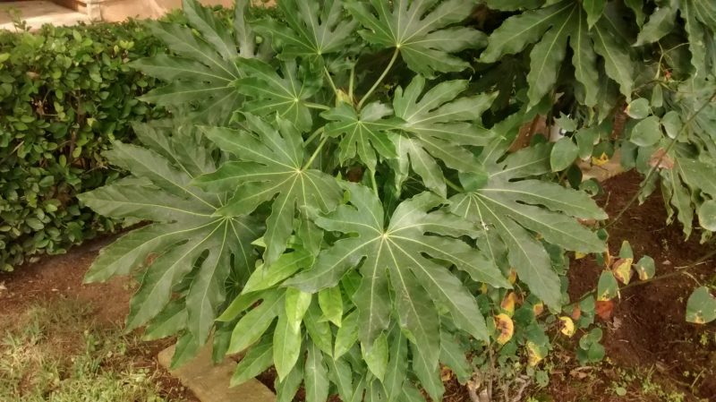 IMG_20160904_132343075