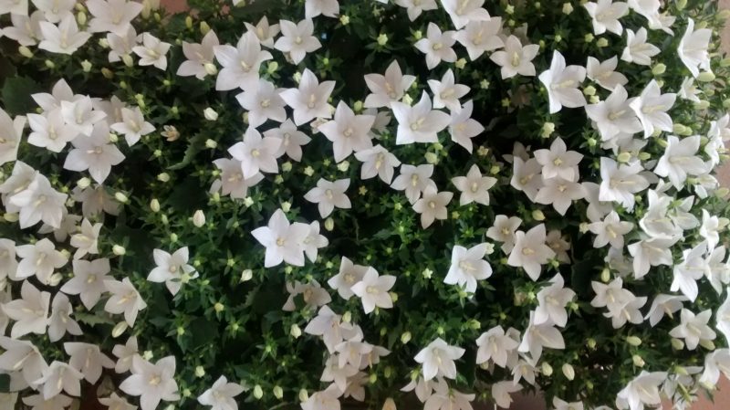 img_20160906_111628643