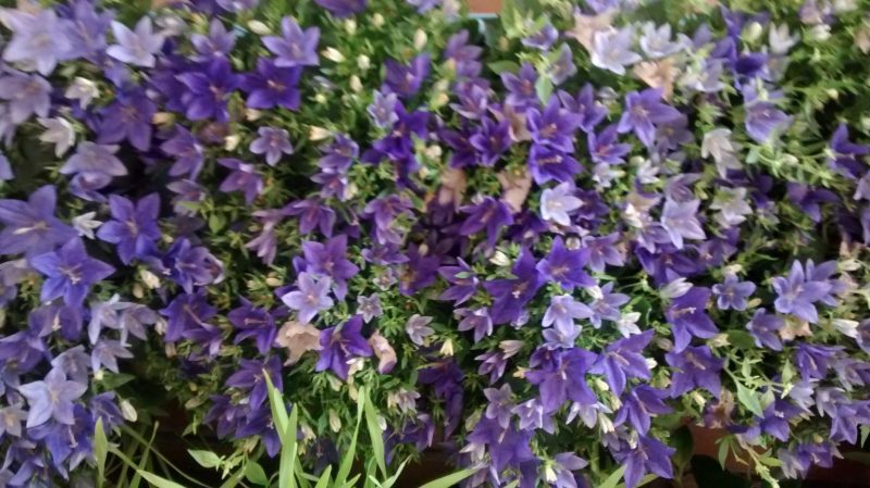 img_20160906_111633791