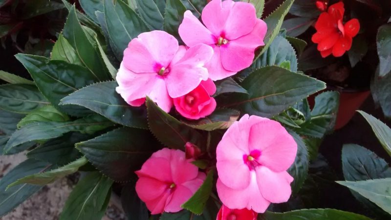 img_20160906_113137802