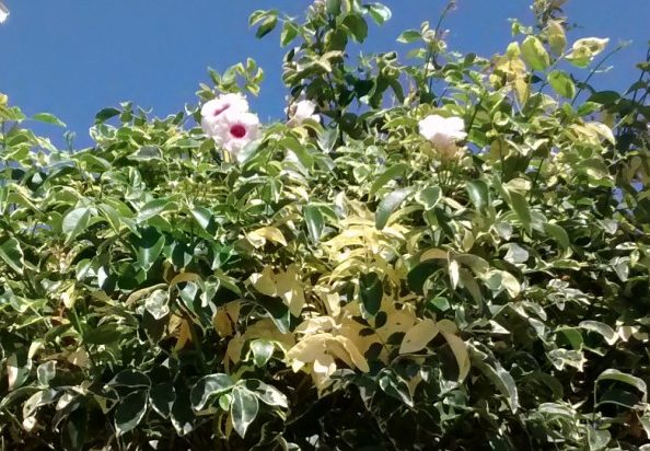 IMG_20160906_135013457