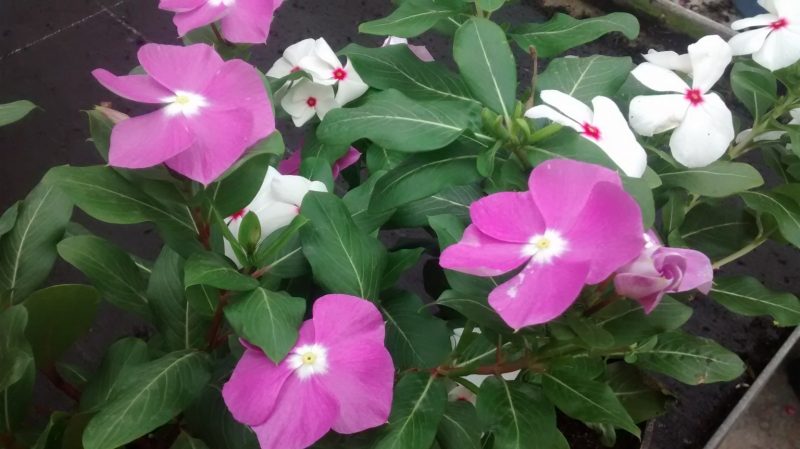 img_20160908_112821993