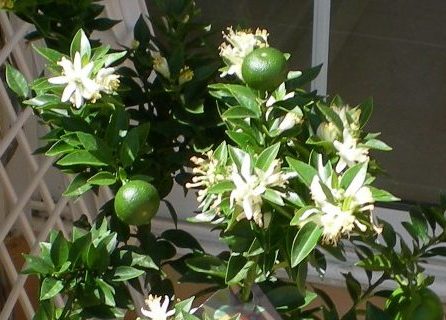 DSCN0921