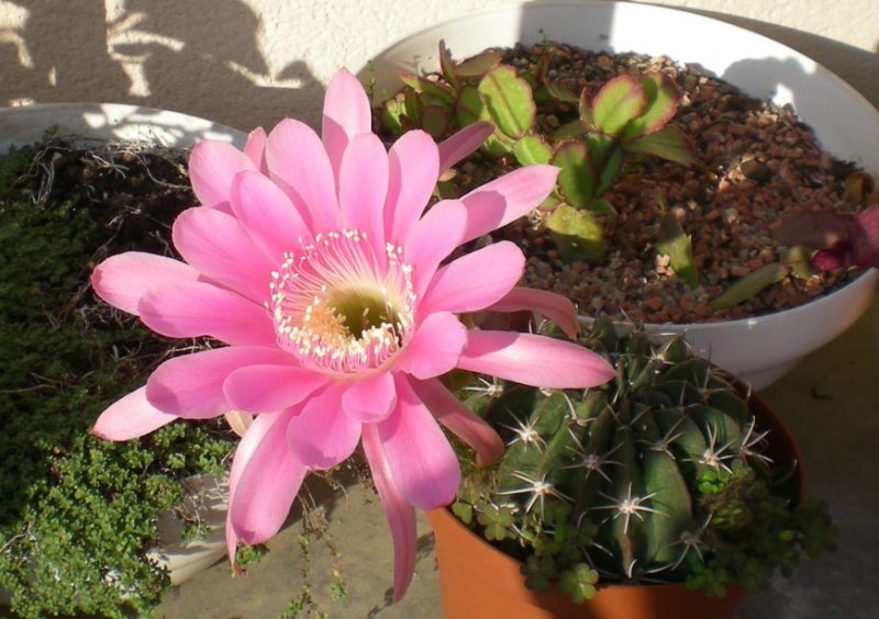 DSCN2966
