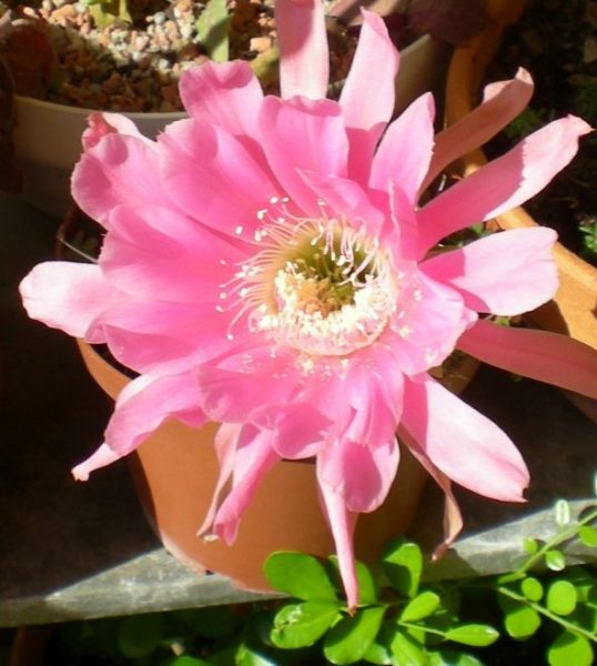 DSCN2973