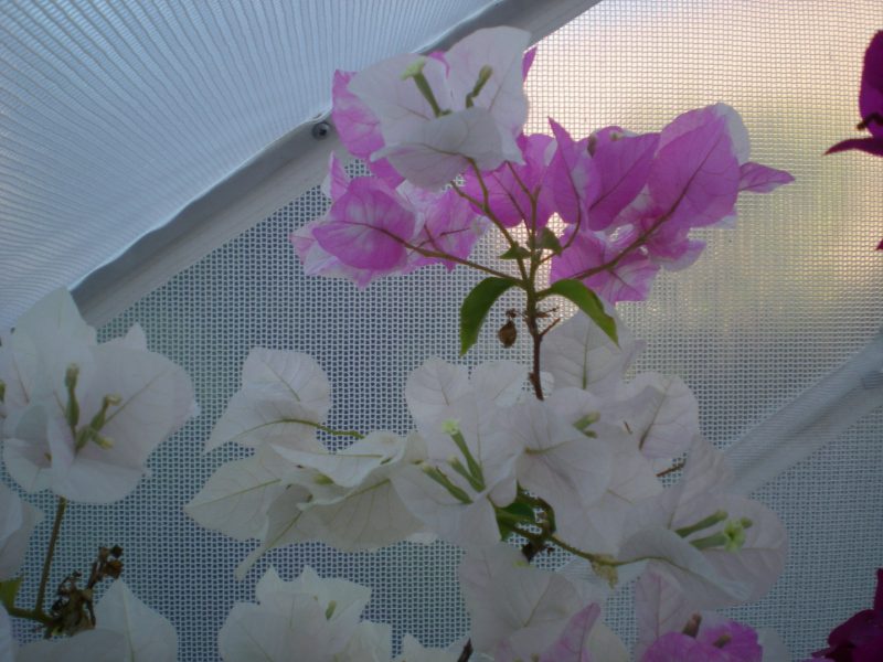 DSCN4032