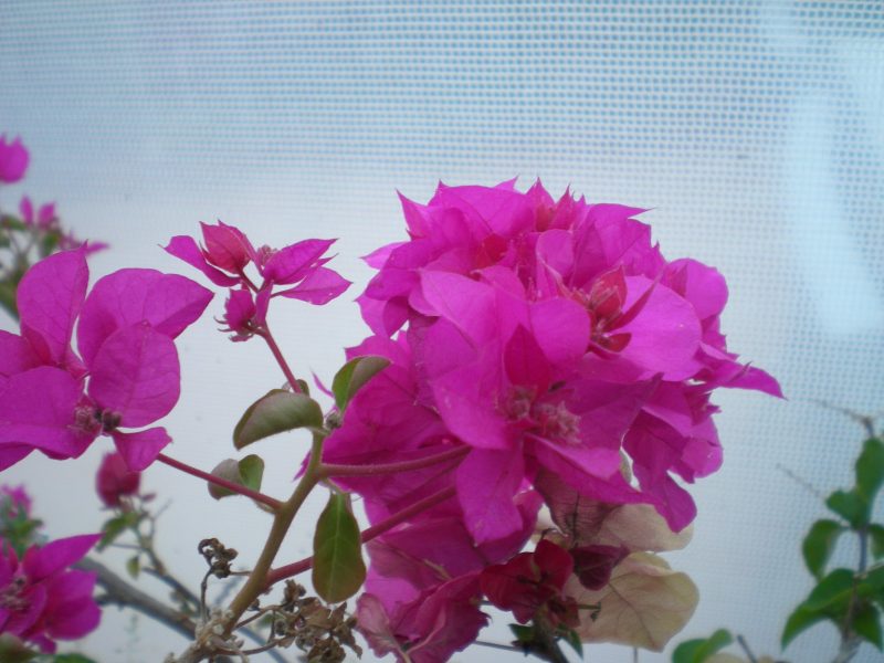 DSCN4035