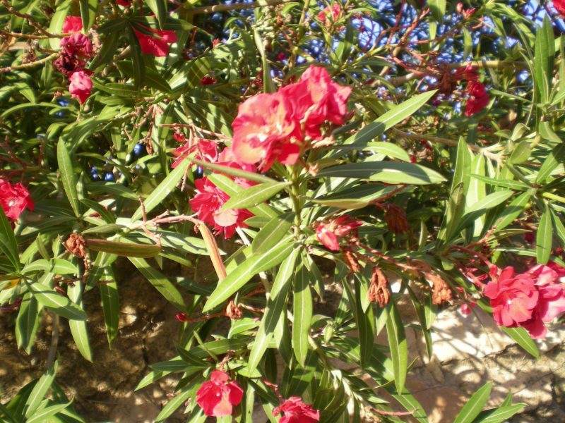 DSCN4228