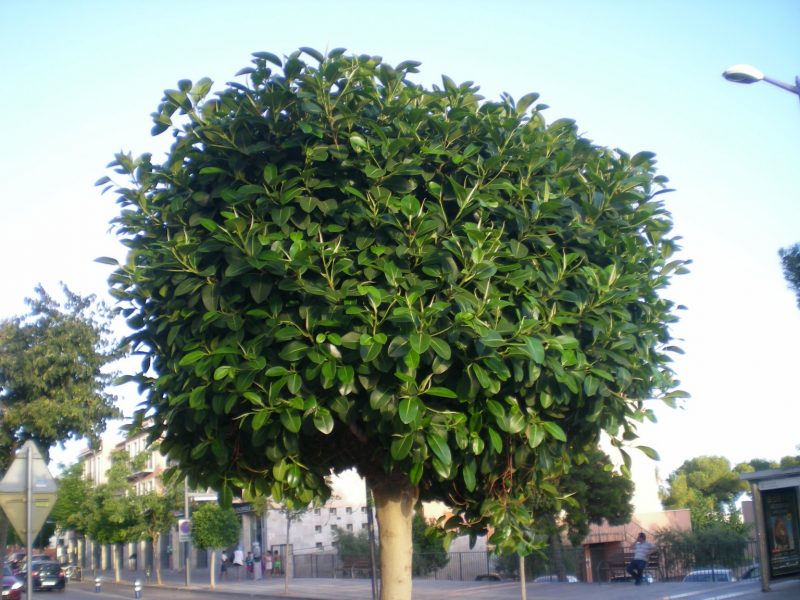 DSCN4234