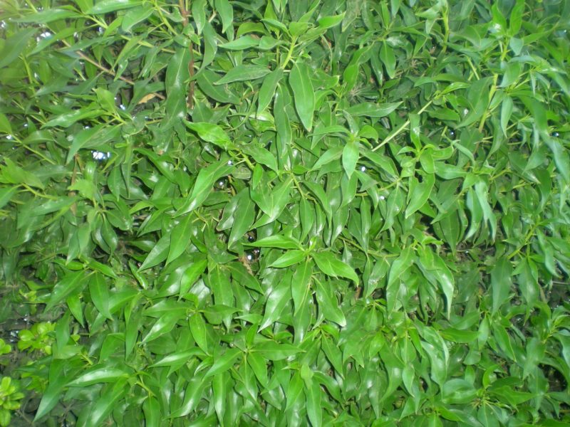 DSCN4242