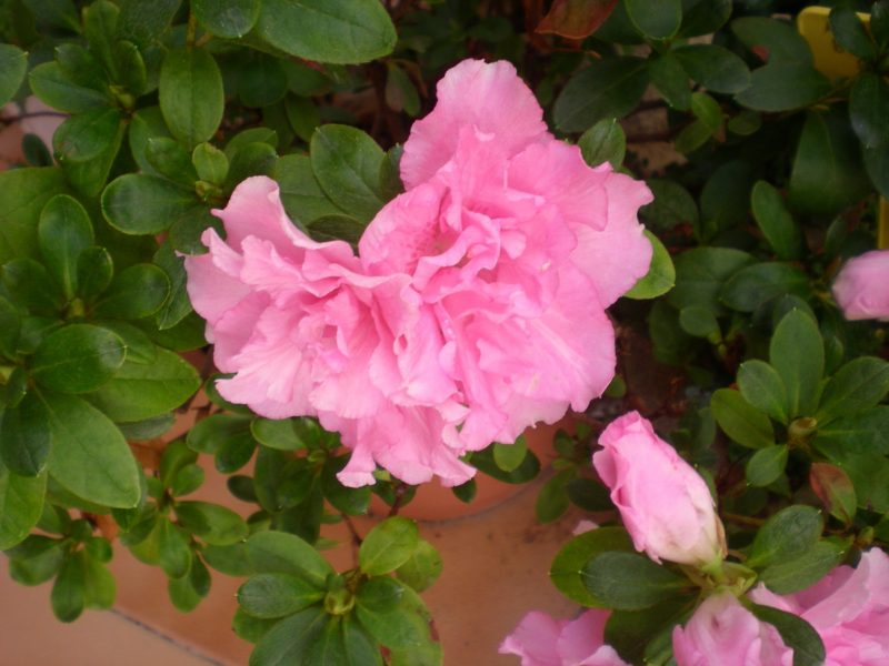 DSCN4332
