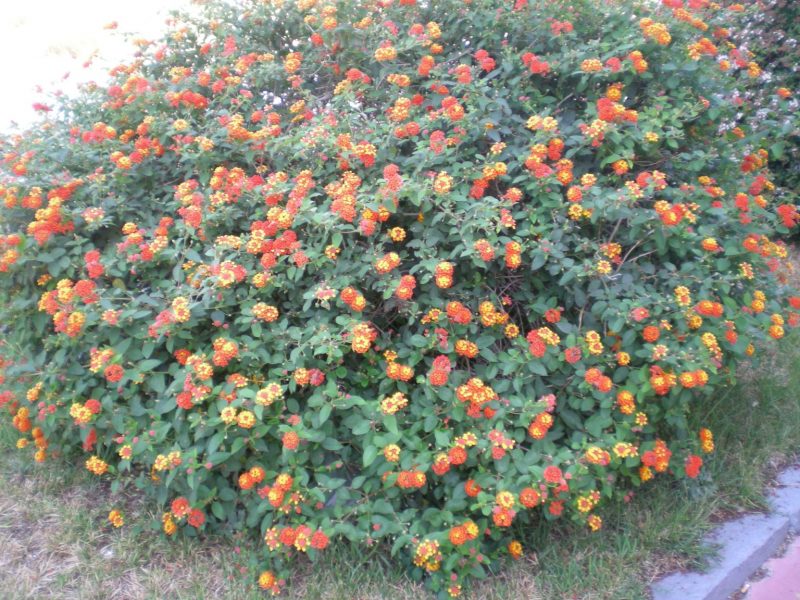 DSCN4338