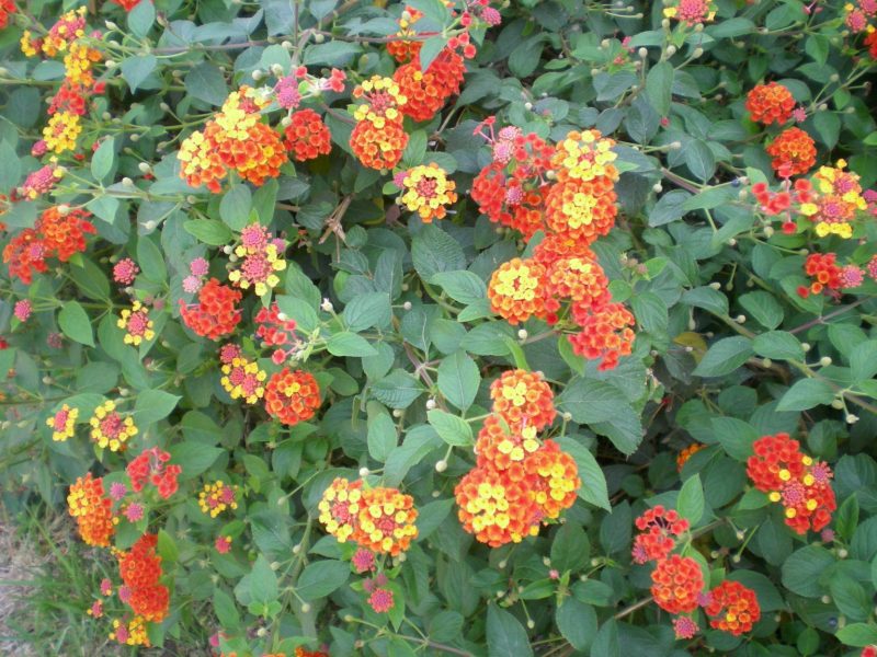 DSCN4340