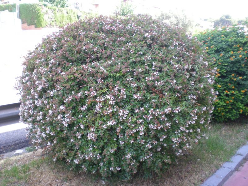 DSCN4343