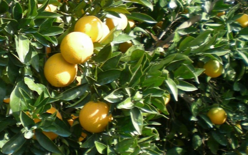dscn4561