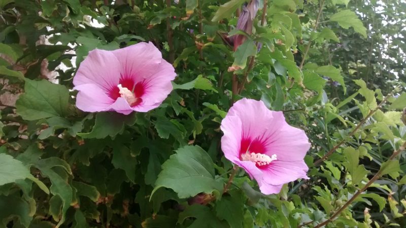 IMG_20160904_131207188