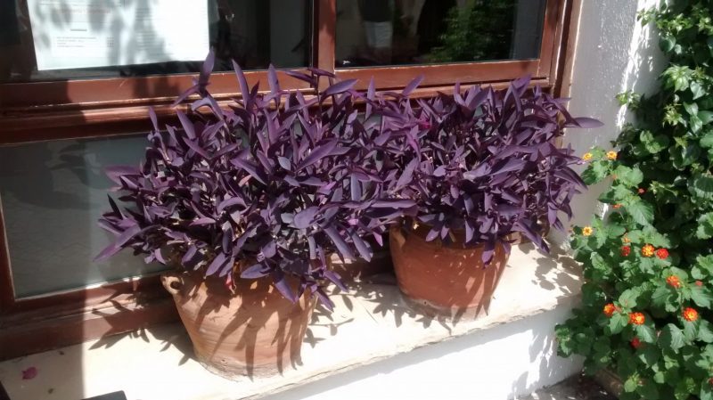 IMG_20160904_131405328