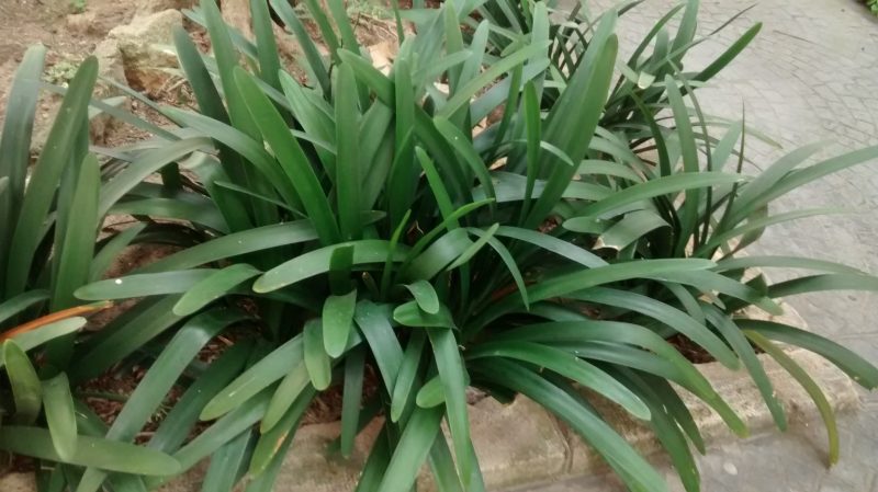 IMG_20160904_131619369